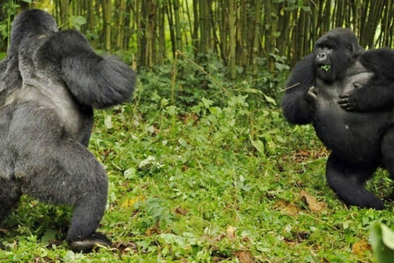 4-tägige Gorilla Trekking Safari in Uganda4-tägige Gorilla-Trekking-Safari in Uganda
