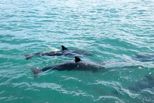 Muscat: 2 uur dolfijnen kijken