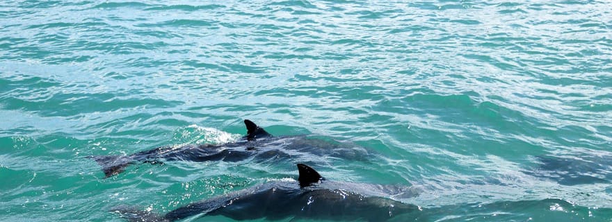 Mascate : 2 heures d'observation des dauphins