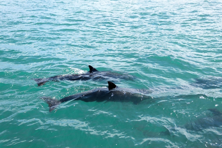 Mascate : 2 heures d'observation des dauphins