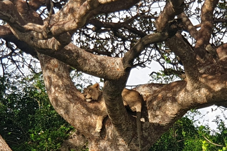 Kleingruppentour; Nairobi Park mit Elefantenschutzgebiet.