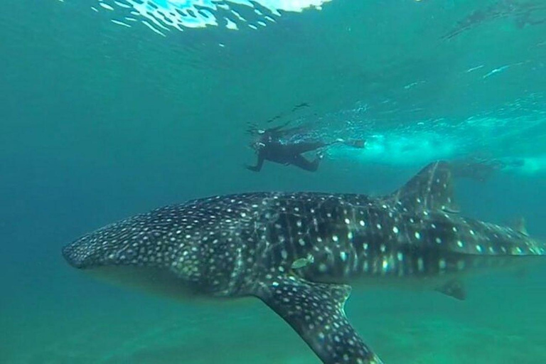 From La Paz: Whale Sharks, Sea Lions & Balandra Beach Combo