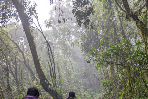 Kilimandjaro en une journée : Conquérir le Marangu (Audacieux et direct)Le Kilimandjaro en une journée : Conquérir le Marangu (Audacieux et direct)