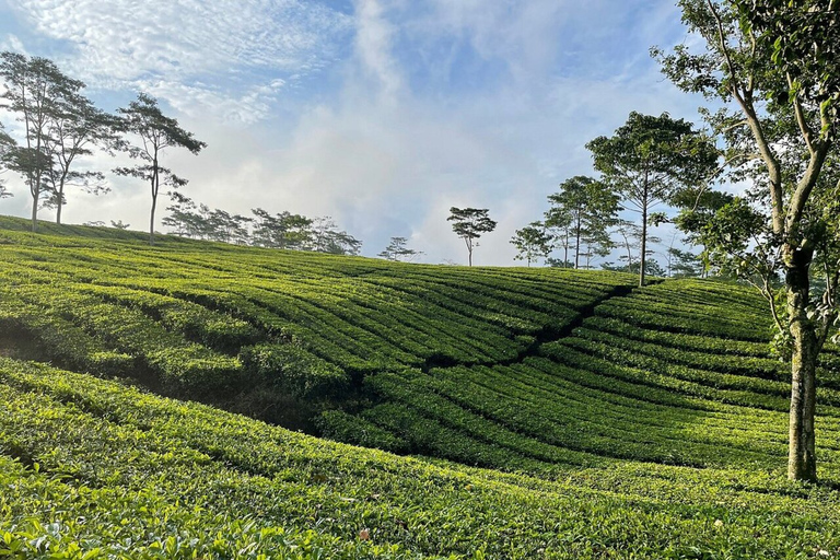 Jakarta: Volcano, Tea/Rice Fields, Hot Spring, Local FoodSmall Group Tour (Max. 7 Travelers)