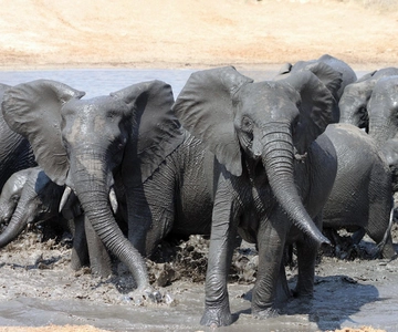 Kruger National Park: 3 Day Safari Tour