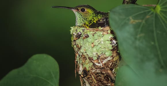 La Fortuna: Birding Walk + Citizen Science at ANURA