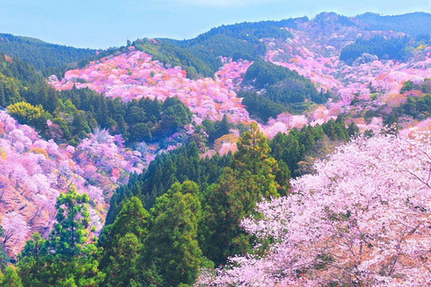 A Thousand Blossoms & Deer: Nara Spring Day Tour