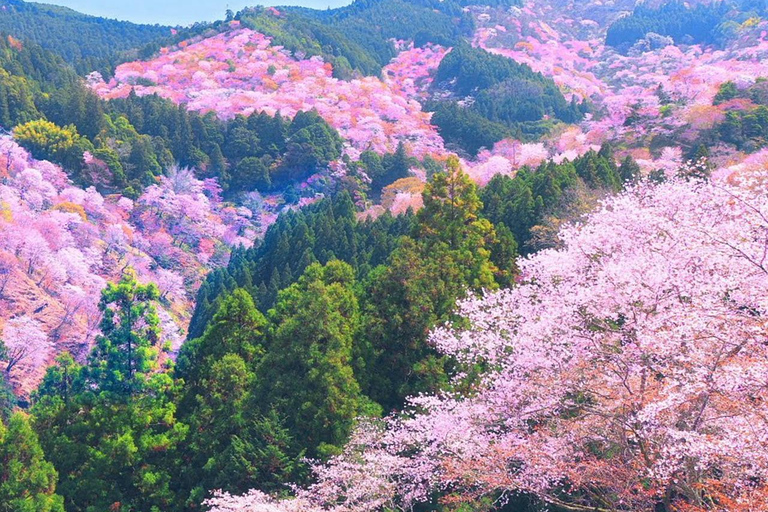 A Thousand Blossoms & Deer: Nara Spring Day Tour