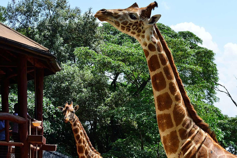 Meio dia Parque Nacional de Nairóbi, Karen Blixen, Centro de Girafas