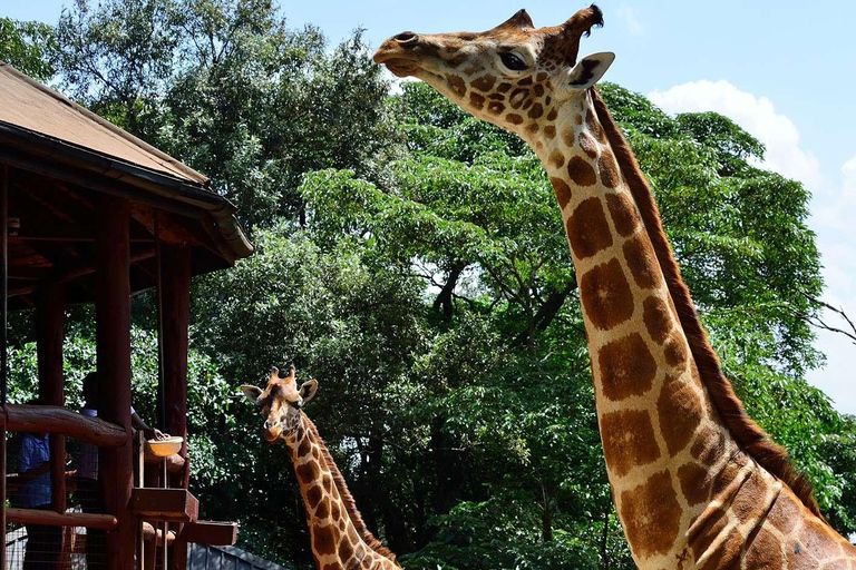 Meio dia Parque Nacional de Nairóbi, Karen Blixen, Centro de Girafas