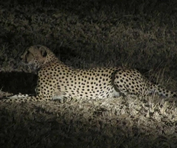 Zambezi Night Game Drive