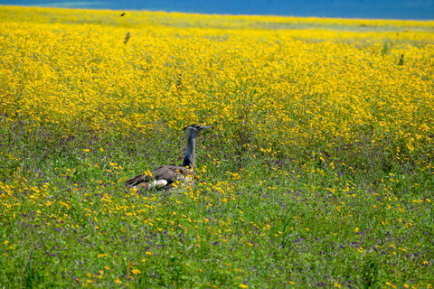 Arusha: Ngorongoro Crater Full-Day Safari Ngorongoro Crater: Full Day Safari