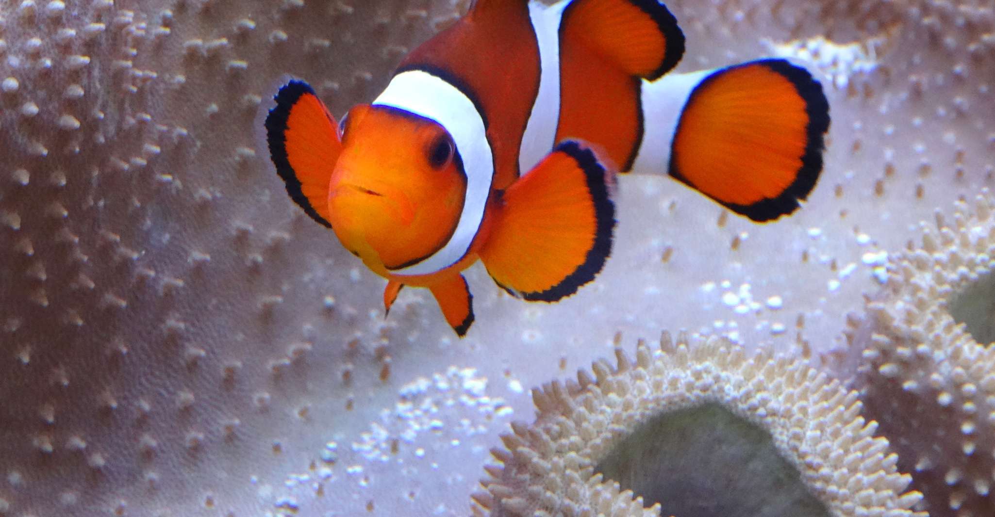 Melbourne: SEA LIFE Aquarium Entrance Ticket photo 8