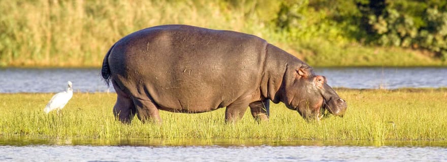 Demi-journée de croisière en bateau pour les hippopotames et les crocodiles à Isimangaliso ou Richards Bay
