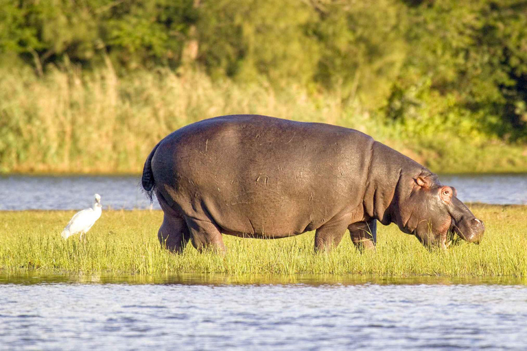 Halbtägige Tala Wildreservat &amp; Phezulu Safari ab Durban