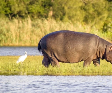 HalfDay Hippo & Croc Boat Cruise Isimangaliso f Richards Bay