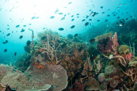 El Nido: Upptäck dykning med Manta Rays i Sibaltan