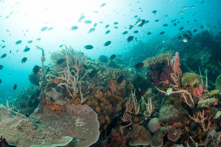 El Nido: Tauchen mit Manta-Rochen in Sibaltan