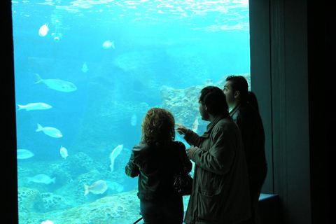 Au départ de Réthymnon : visite privée du parc Dinosauria et du CretaquariumDe Rethymno, Adele, Pigianos Kampos, Platanias et Missiria