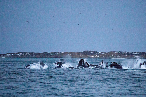 Tromsø: Responsible Whale Watching Cruise Aboard MS Alba