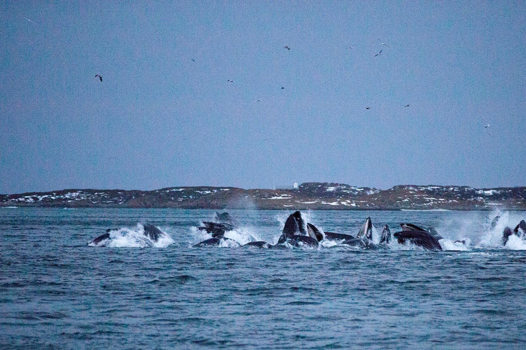 Tromsø: Responsible Whale Watching Cruise Aboard MS Alba