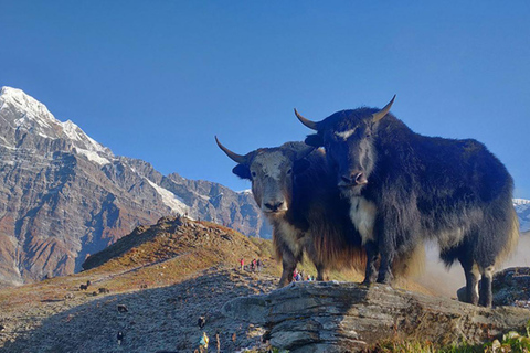 4 dagar Pikey Peak Trek: Ovanför molnet.