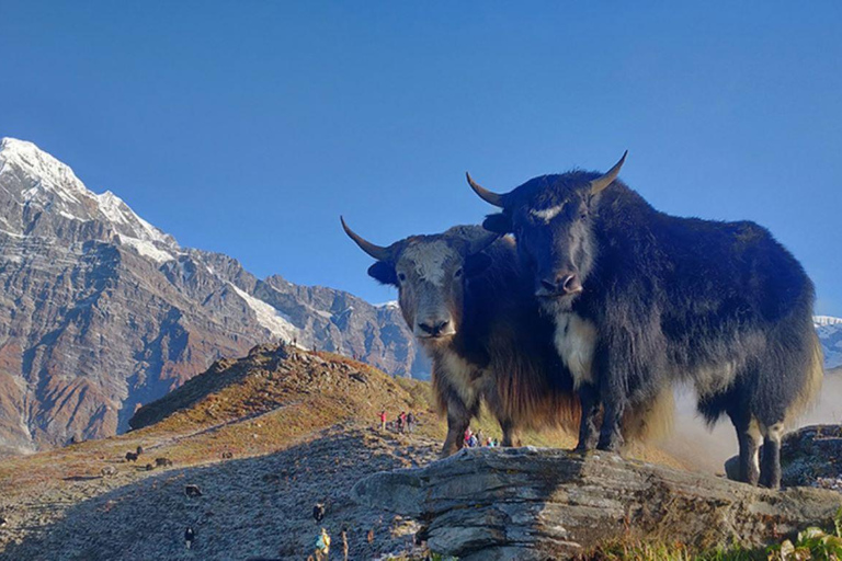 4 dagar Pikey Peak Trek: Ovanför molnet.