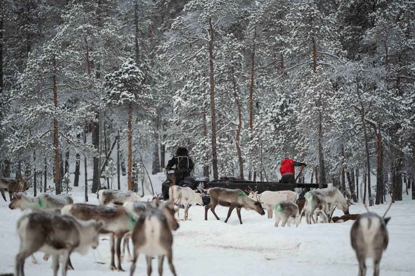 A day with reindeer herders in the wilderness