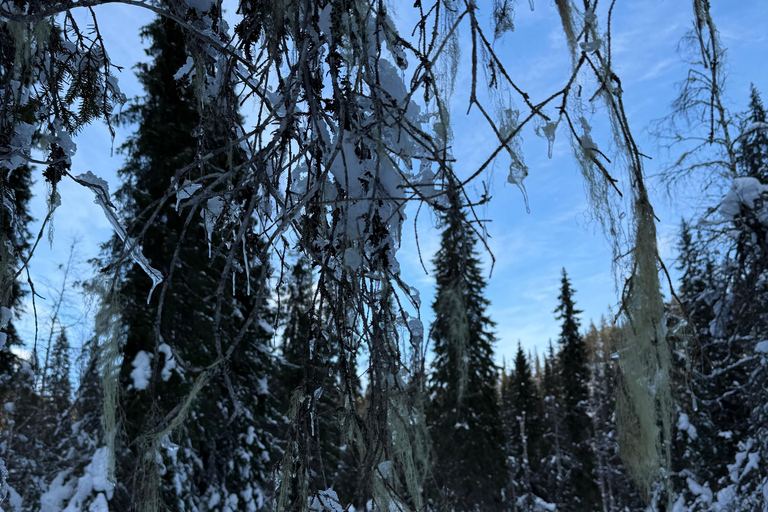 Rovaniemi: Canyon Winter Hike with Frozen Water Falls
