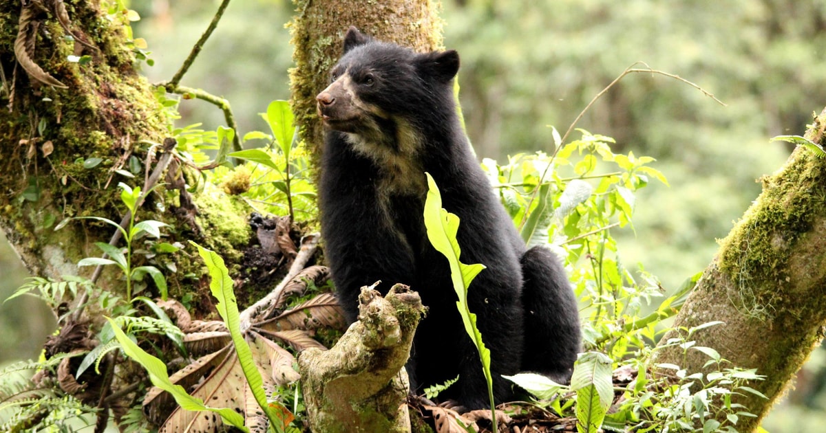 From Cusco | Manu National Park 3 days - All included | GetYourGuide