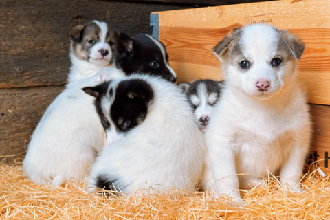 Nordkjosbotn: Dog Sledding and Puppy Visit from Tromsø