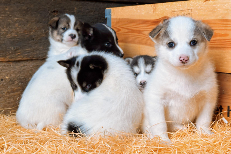 Nordkjosbotn: Dog Sledding and Puppy Visit from Tromsø
