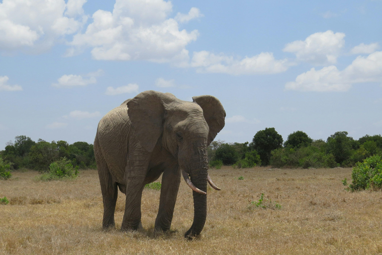 Nairobi: 7-Day Magical Kenya Safari with Meals and Transfers