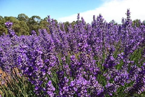 Launceston: Bay of Fires Tour with Bridestowe Lavender Farm