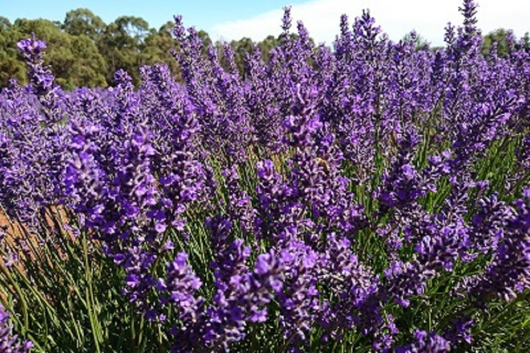 Launceston: Bay of Fires Tour with Bridestowe Lavender Farm