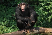 1 día Best of Ngamba Island Chimpanzee Trek & Equator Tour - Housity