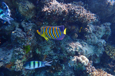 Hurghada: Dolfijnen, snorkelen &amp; Magawish Eiland Jachttocht