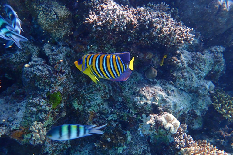 Hurghada: Golfinhos, snorkeling e passeio de iate à ilha de Magawish