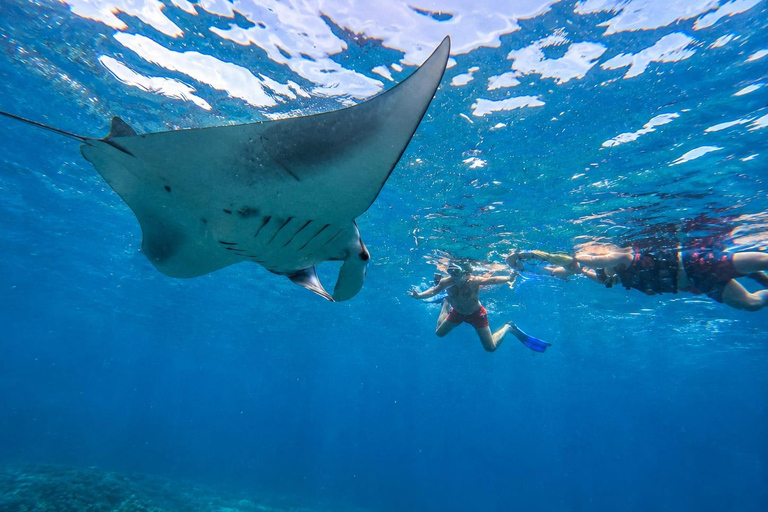 Nusa Penida: Manta Point & Turtle Point Snorkeling Sharing Manta Point Trip with Gamat Bay & Turtle Point