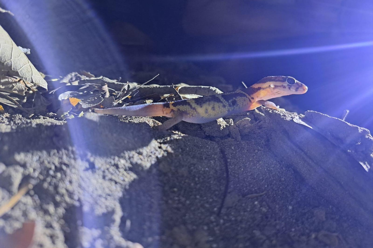 Papagayo : Visite nocturne à pied de la faune et de la flore