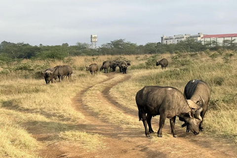Nairobi: The Wild & The Brew Experience