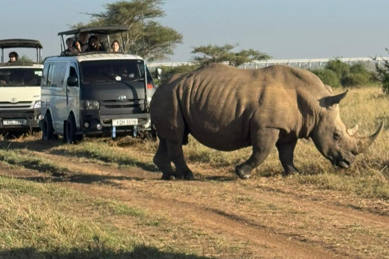 Nairobi National Park&Elephant Orphanage&Giraffe Centre Tour