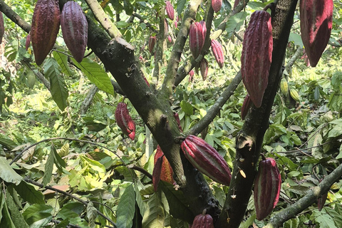 Finca Cacao & Chocolate Tour in Valle del Cauca English Version saturday & sunday