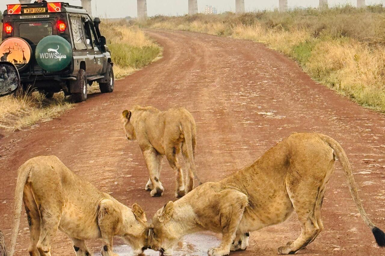 Nairobi National Park Half-Day Guided Safari (4–5 Hours) Nairobi National Park Half-Day Shared Guided Safari