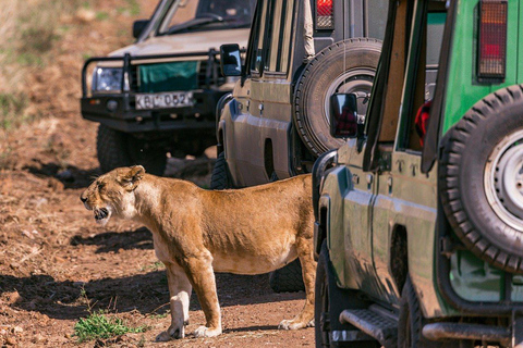 "Day Trip to Ol Pejeta: Wildlife & Picnic Lunch Adventure" olpajeta daytrip