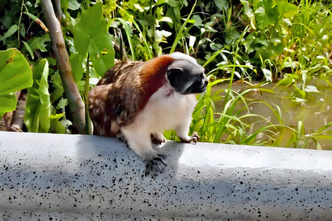 Feed Wild Monkeys on Panama Canal at Monkey Island Adventure No Hotel Pickup