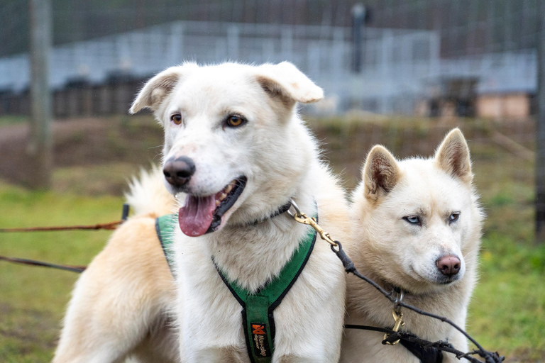 Rovaniemi: Autumn Husky Cart Ride with Hot Drink & Pickup