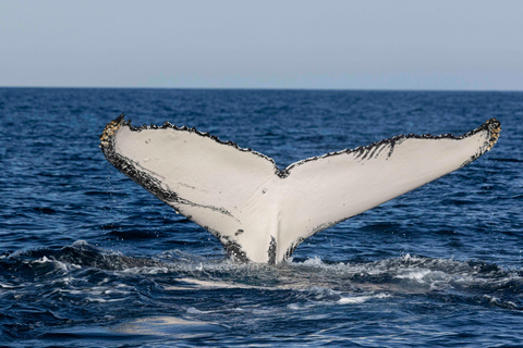Gold Coast/Coolangatta: Whale Watching with Marine Biologist