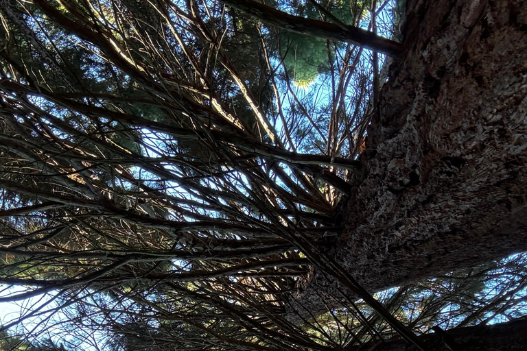 Small Group: Sofia to Kyustendil Fortress & Sequoia Park