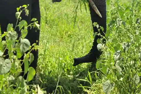 Safari de luxo de 2 dias com voo para Tarangire e Cratera de Ngorongoro